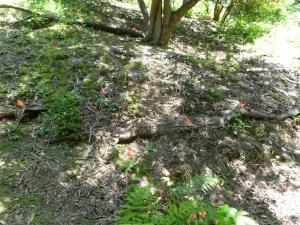 Garber Park native plant "restoration"