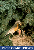 Robin and chicks