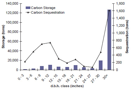 Larger trees store  more carbon at a faster rate