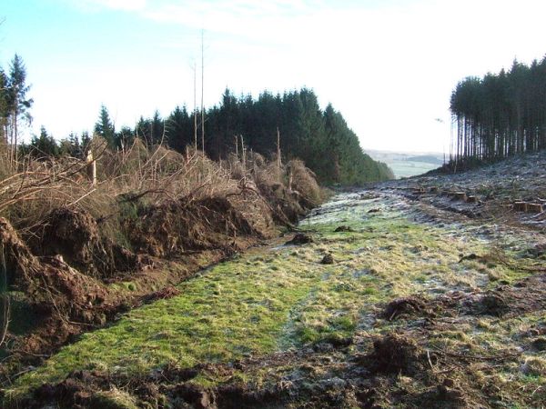 Wndthrow caused by adjacent clearcut, Britain.  Creative Commons