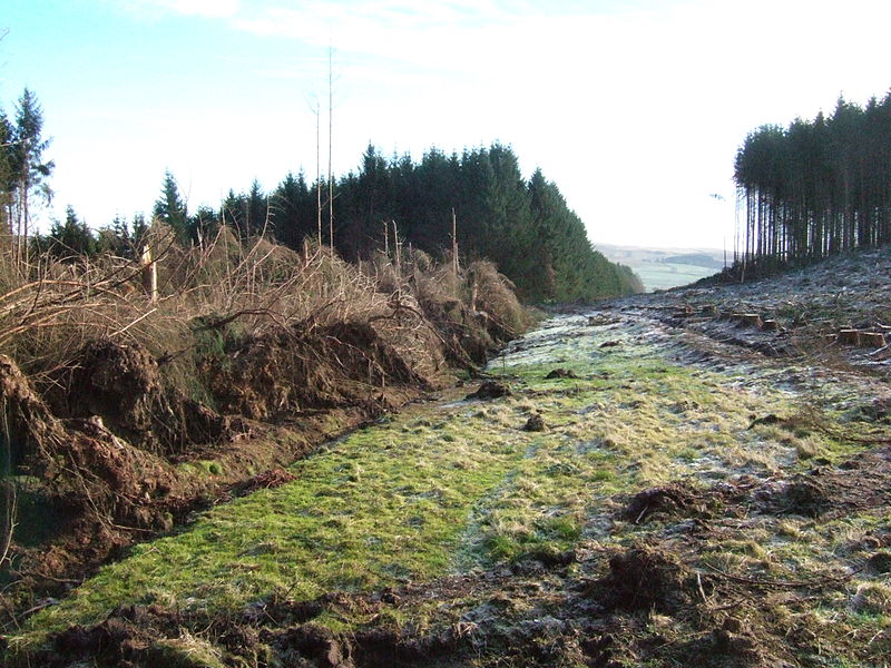 Wndthrow caused by adjacent clearcut, Britain. Creative Commons