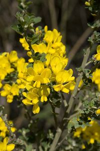 French broom in Oakland, CA. Beautiful but hated by native plant advocates. Share alike