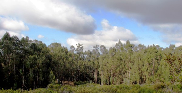 This eucalyptus forest at Chabot Park will be thinned to about 60 trees per acre.