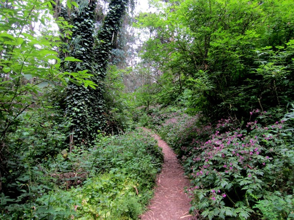 Mount Sutro Forest is threatened with destruction because it is not native.  Courtesy Save Sutro Forest.