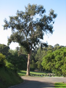 Blue gum eucalyptus tree in the Mountain View Cemetery.