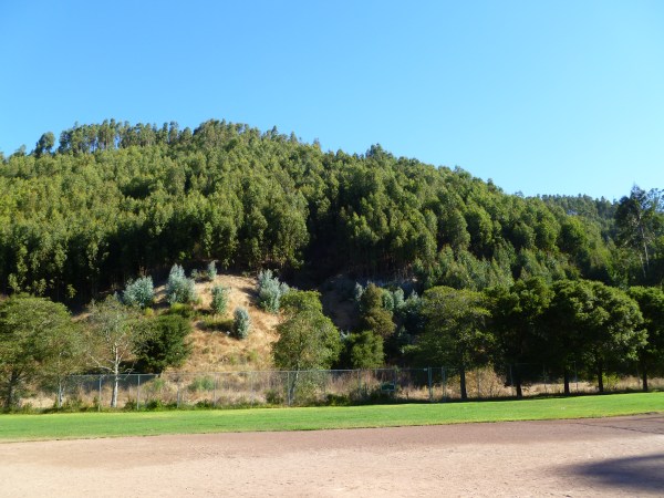 This eucalyptus forest at the North Oakland Sports Facility will be destroyed by the City of Oakland.