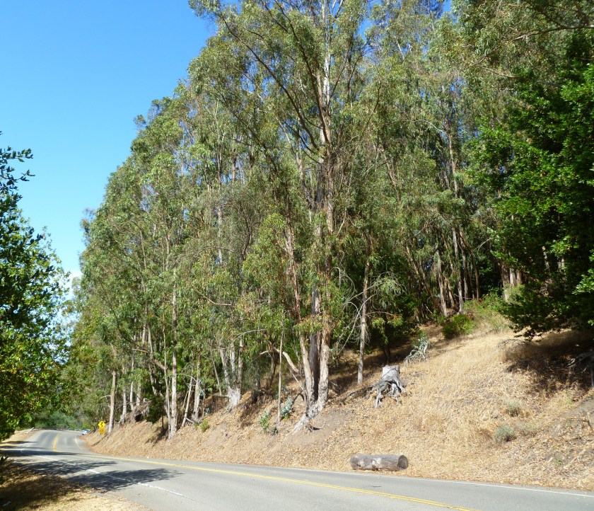 FEMA proposed project on the right. Claremont Blvd. westbound.
