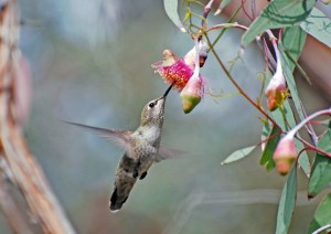 Hummingbird in eucalyptus flower.  Courtesy Melanie Hofmann