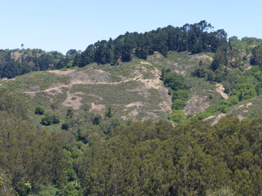 Above and below the middle ground are trees that will be destroyed by the FEMA project. The middle ground is a preview of the landscape these projects hope to achieve. Photo taken from Skyline Blvd, south of Claremont Blvd, looking north to Frowning Ridge.