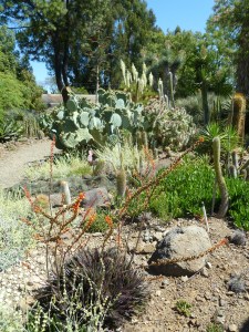Ruth Bancroft Garden is a mix of native and non-native plants