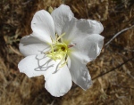 Antioch Dunes evening primrose. USFWS photo.