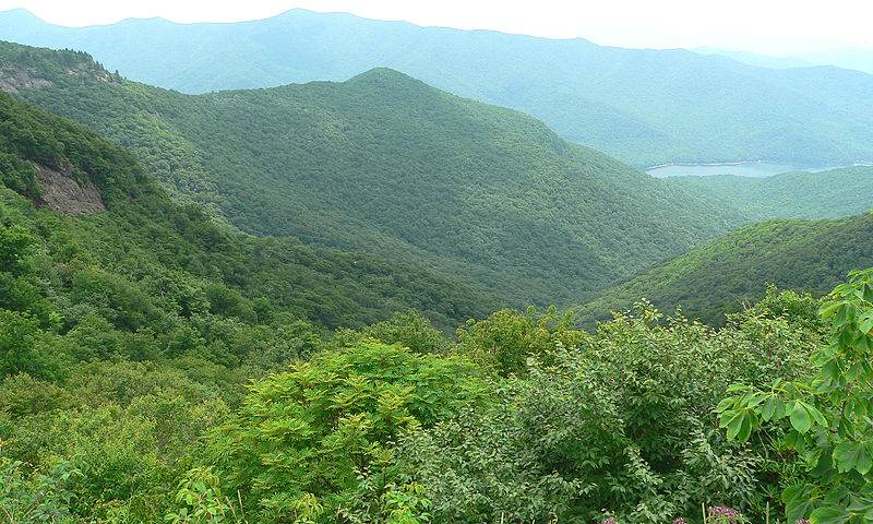 Broadleaf forest. Blue Ridge Parkway