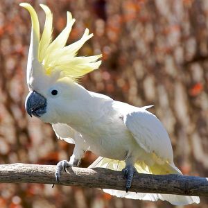 Cockatoo.  Creative Commons