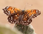Lange's metalmark butterfly, USFWS photo