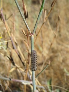 Lange's metalmark caterpillar on naked-stemmed buckwheat. USFWS photo.