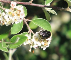 Bumblebee on Cotoneaster, Albany Bulb