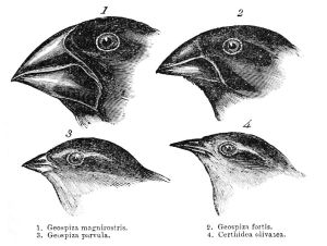 Darwin's finches are an example of rapid evolution