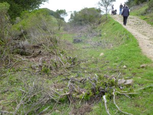 Sibley "fuels management" 2012