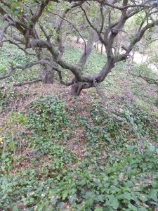 Coast Live Oak