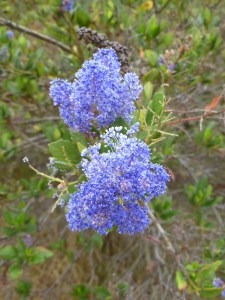 ceanothus