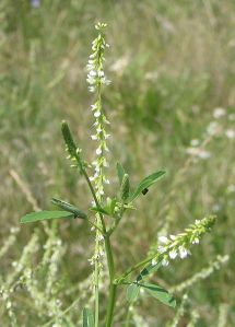 White Sweetclover