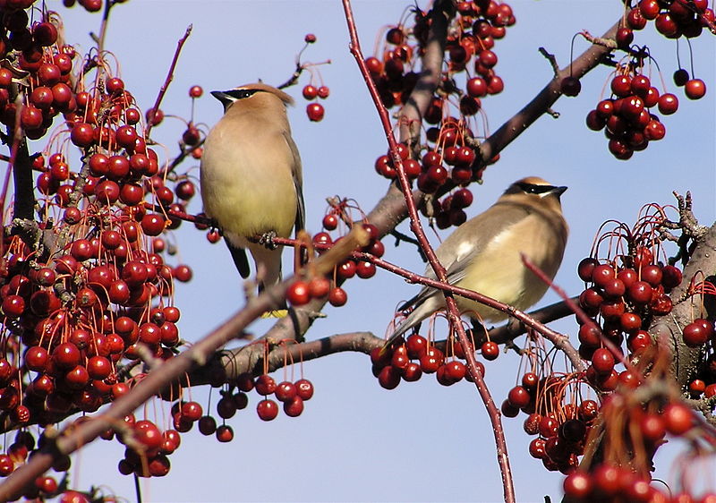 Cedar waxwings in crab apple