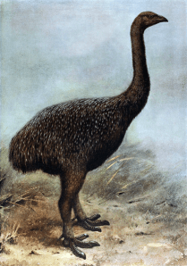 The moa was a huge flightless bird that was hunted to extinction by Polynesians when they occupied New Zealand.