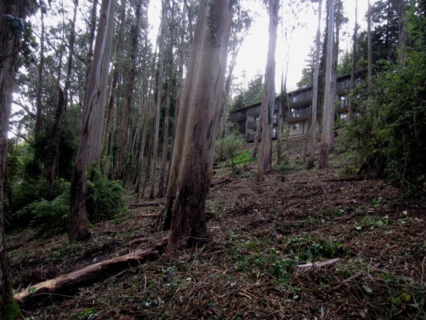 Same section of Sutro forest after tree and understory removal at the end of August 2013.  Courtesy Save Sutro