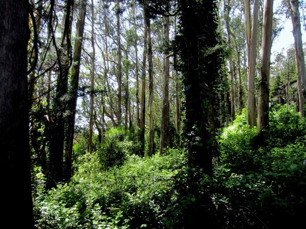 Sutro forest before recent tree removals. Courtesy Save Sutro