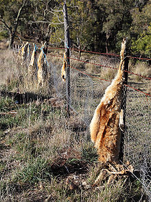 Poisoned dingoes.  Gnu Free Licencse