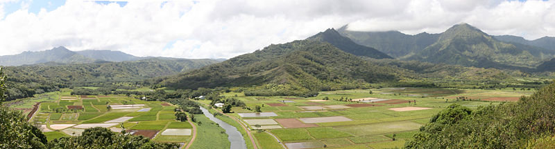 These small farms are being replaced by huge fields of corn and soya. Kauia, Hawaii
