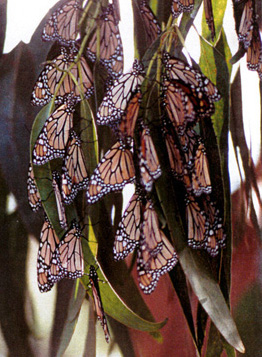 Monarch butterflies roosting in eucalyptus tree.