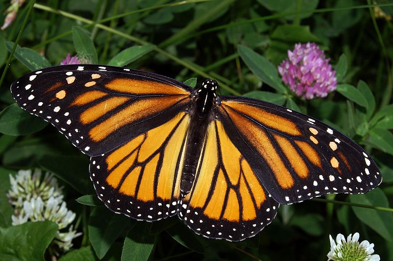 Monarch Butterfly. Creative Commons