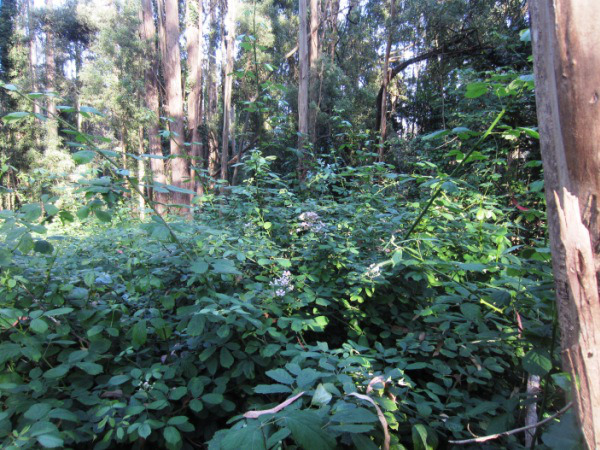 These blackberries were mowed to the ground sometime in the past year.  Herbicides haven't been used in the Sutro forest for several years, but UCSF plans to use them in the future.  Courtesy Save Sutro