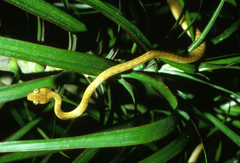 Brown tree snake, Guam.  Wikimedia Commons