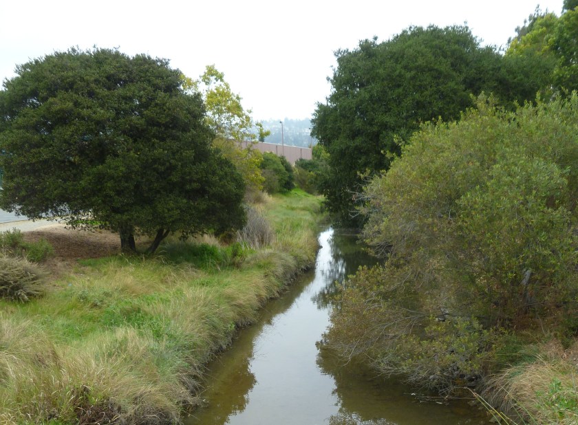 Cerritos Creek. Not one of the creeks in the study, but typical of an East Bay creek with native vegetation.