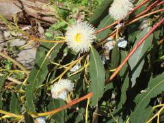 Flowers of Blue Gum eucalyptus