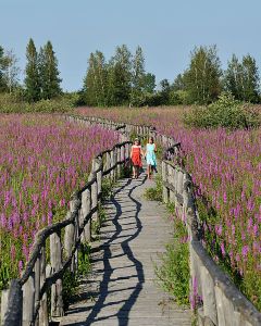 Purple loosestrife, Cooper Marsh, Cornwall, Ontario.  GNU Free