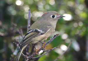 Ruby-crowned kinglet is a North American bird that feeds in the eucalyptus forest in California. USFWS