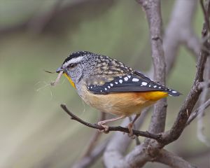 Spotted pardalote is an Australian bird with a short beak that feeds in eucalyptus forests in Australia. Creative Commons