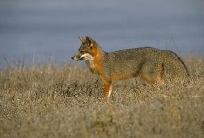 Channel Island Fox