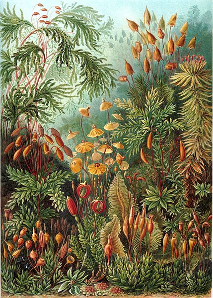 Organisms classified as mosses.  72nd plate from Ernst Haeckel's "Kunstformen der Natur" (1904, public domain)