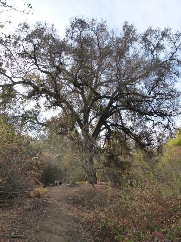 Valley Oak