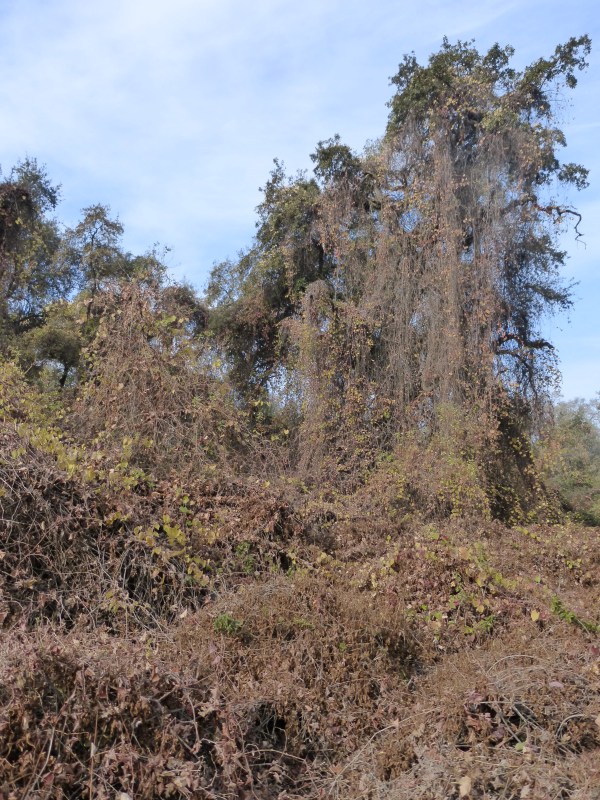 California wild grape