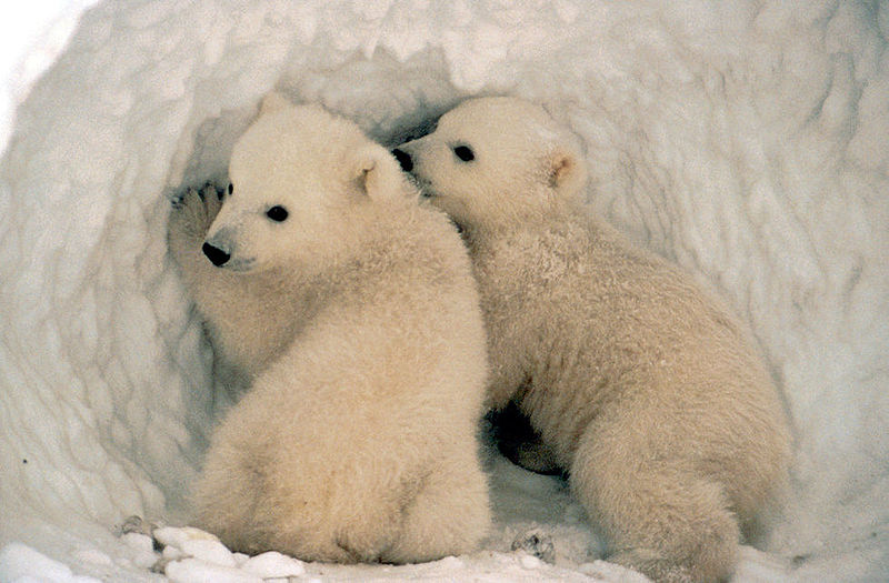 Polar bear cubs are typically nursed by their mothers for 2-1/2 years.  USFWS
