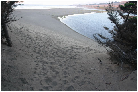 Source of the Parking Lot Tsunami--a vast area of grassless dune alongside Salmon Creek