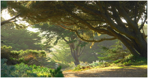 Driftwood Rd. Arch, artfully providing shade, is in line to be swallowed by the moving dune