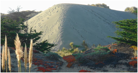 The big South Salmon Tsunami