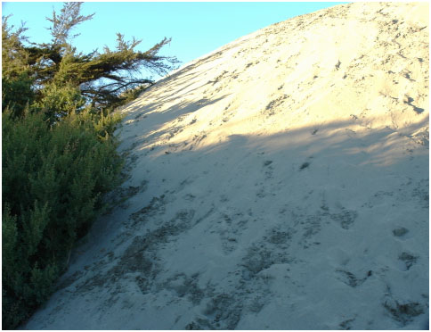 Current cypress tree victim breathing its last