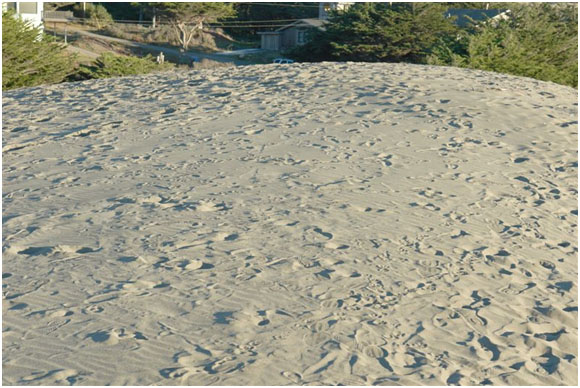 South Salmon Tsunami, having swallowed dozens of trees, is now approaching homes.